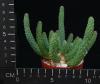 Euphorbia caput medusae (6,5)