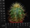 Ferocactus hystrix (6,5)