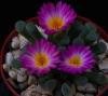 Frithia pulchra PP20107