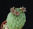 Larryleachia cactiformis 25 zrn