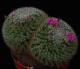 Mammillaria perbella PP20107