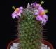Mammillaria sheldonii PP20107