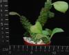 Monadenium ritchiei (6,5)