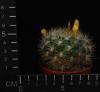 Weingartia pilcomayensis (6,5)